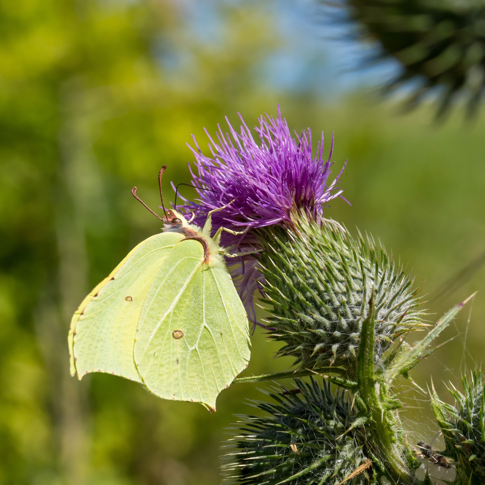 Wendover Canal Trust Environmental benefits of our Wendover Canal