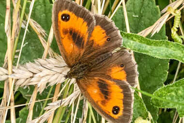 Butterfly on the Wendover Canal