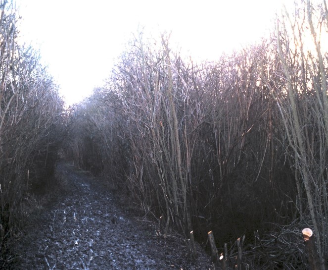 Overgrown unmanaged hawthorn